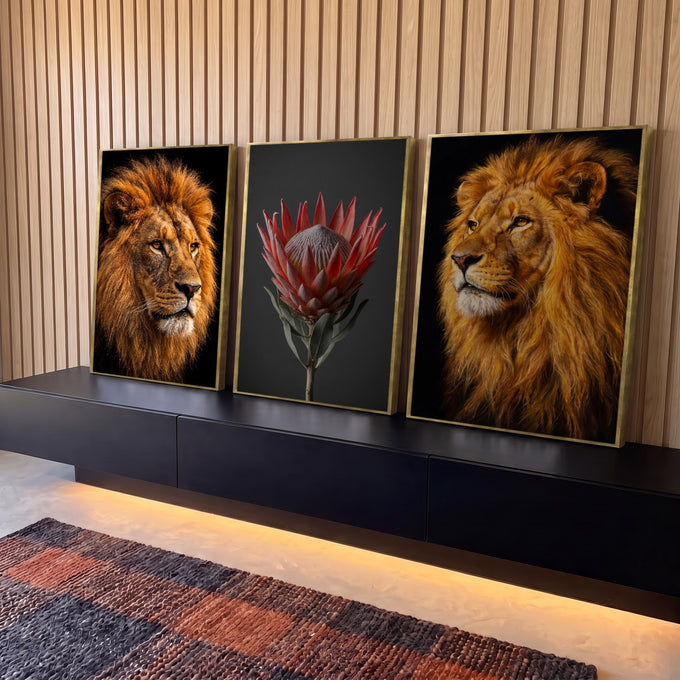 Quadro Decorativo Kit 3 Telas Leões Juba Dourada para Sala | quadros decorativos para sala | dois leões de juba dourada emoldurando uma flor protea rosa ao centro | Porao dos Quadros