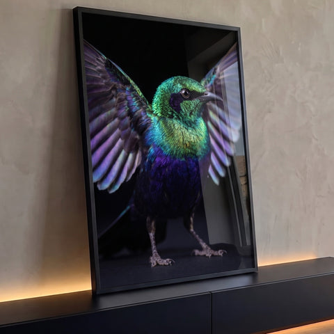Pássaro de penas verdes e roxas iridescentes com asas abertas sobre fundo preto, quadro decorativo