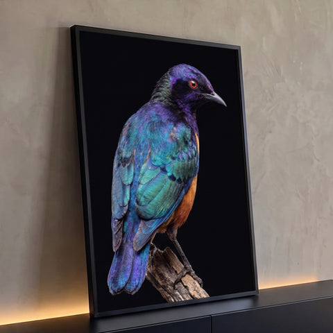 Pássaro estorninho de penas iridescentes roxas, azuis e verdes em galho sobre fundo preto, quadro decorativo