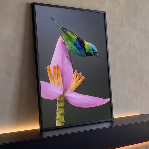 Pássaro saíra sete cores verde e azul pousado em flor de bananeira rosa com fundo cinza, quadro decorativo