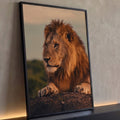 Quadro Decorativo Grande Leão Majestoso para Sala Laranja | quadros decorativos para sala | leão deitado com juba dourada iluminada pela luz do entardecer | Porao dos Quadros