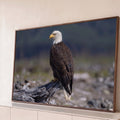 Águia-de-cabeça-branca de perfil pousada em tronco seco com fundo cinza desfocado, quadro decorativo