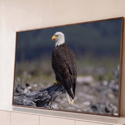 Águia-de-cabeça-branca de perfil pousada em tronco seco com fundo cinza desfocado, quadro decorativo