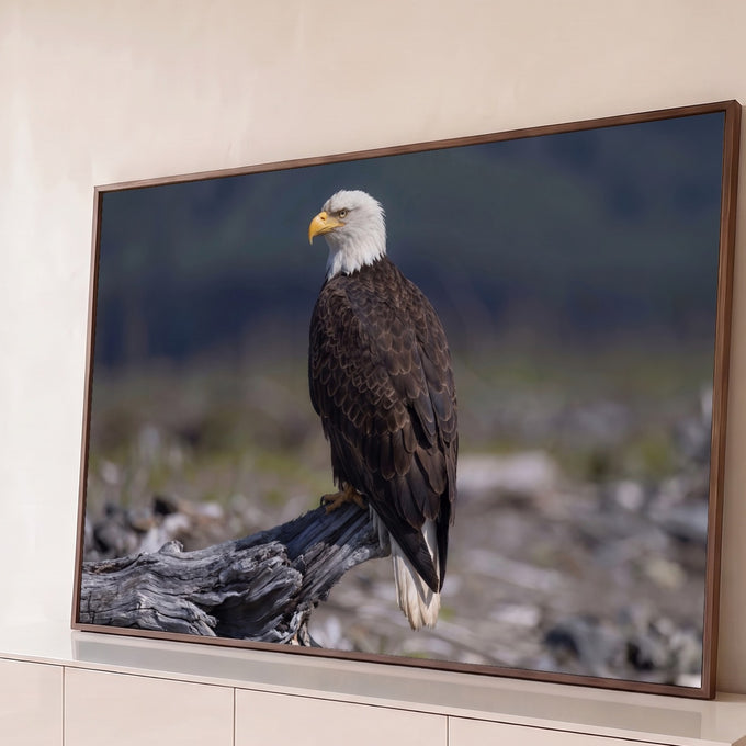 Águia-de-cabeça-branca de perfil pousada em tronco seco com fundo cinza desfocado, quadro decorativo