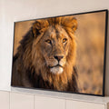 Quadro Decorativo Grande Leão com Juba Olhos Âmbar para Sala | quadros decorativos para sala | leão de juba dourada olhando fixamente, retrato em close-up com fundo desfocado | Porao dos Quadros