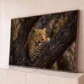 Leopardo de olhos claros descansando na forquilha da árvore, fotografia em tons terrosos, quadro decorativo