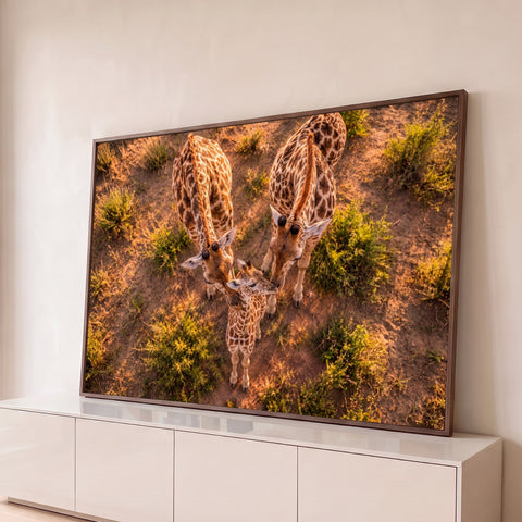 Foto aérea de duas girafas e filhote com pescoços em forma de coração na savana, quadro decorativo