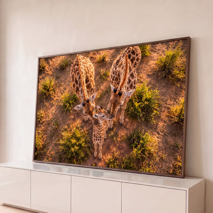 Foto aérea de duas girafas e filhote com pescoços em forma de coração na savana, quadro decorativo