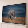 Quadro Decorativo Grande Elefante com Presas para Sala Azul | quadros decorativos para sala | elefante com grandes presas caminhando em campo de capim seco sob céu azul escuro | Porao dos Quadros