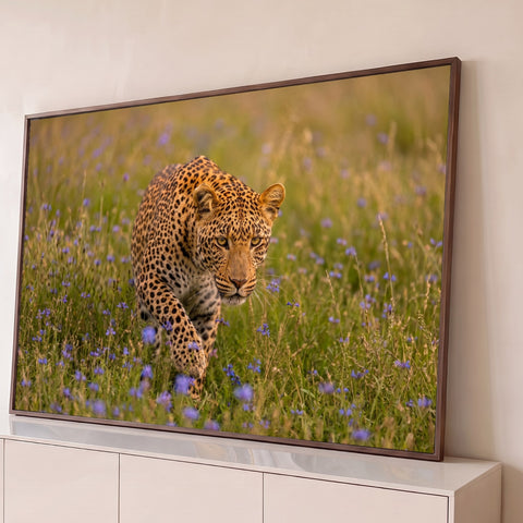 Leopardo caminhando entre flores roxas em campo verde, com olhar intenso, fotografia, quadro decorativo