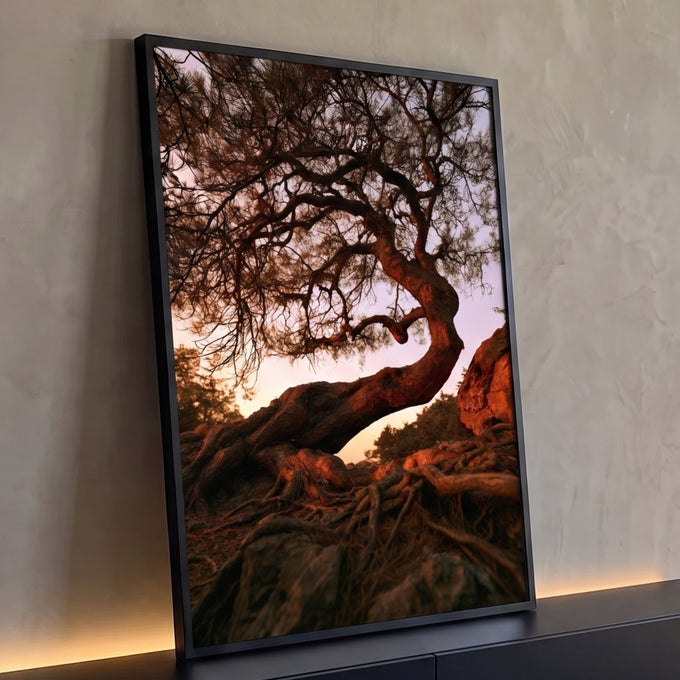 Quadro Decorativo Grande Árvore Retorcida para Sala Marrom | quadros decorativos para sala | árvore com tronco curvo e raízes expostas sob luz dourada de entardecer | Porao dos Quadros