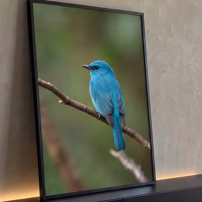 Pássaro azul turquesa pousado em galho seco com fundo verde desfocado, fotografia, quadro decorativo