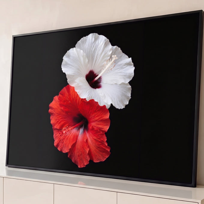 Quadro Decorativo Grande Hibiscos Branco para Sala Preto | quadros decorativos para sala | duas flores de hibisco, branca e vermelha, em close-up sobre fundo preto | Porao dos Quadros