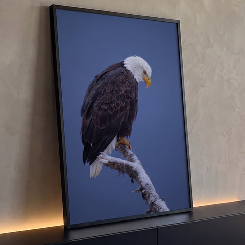 Águia-de-cabeça-branca pousada em galho com neve olhando para baixo sob céu azul, quadro decorativo