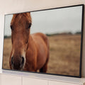 Fotografia em close de cavalo castanho olhando para a câmera em pasto seco desfocado, quadro decorativo