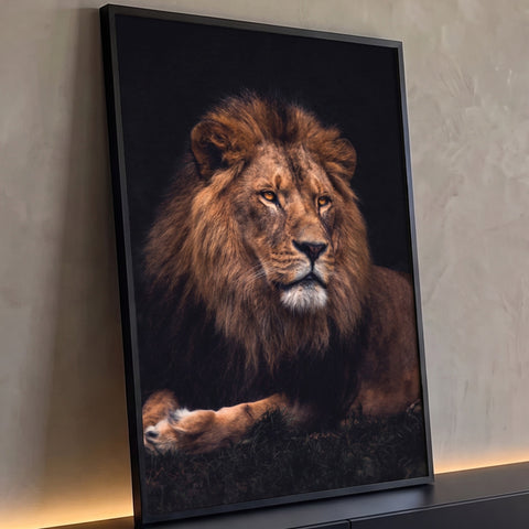 Fotografia de leão deitado com juba volumosa e olhos âmbar sobre fundo preto, quadro decorativo