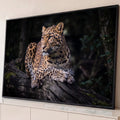Leopardo deitado sobre tronco com musgo olhando para o lado em fundo escuro de floresta, quadro decorativo