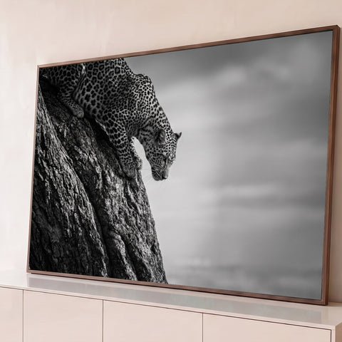 Leopardo descendo tronco de árvore em fotografia preto e branco com céu nublado, quadro decorativo