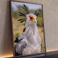 Pássaro secretário de penas cinza, penacho negro e rosto laranja em fotografia de perto, quadro decorativo