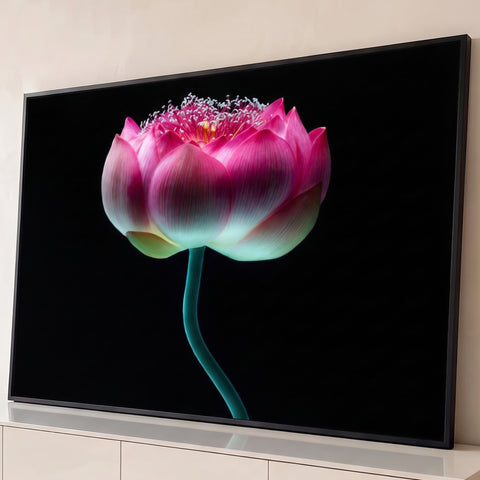 Flor de lótus rosa aberta com estames brancos e caule turquesa sobre fundo preto, quadro decorativo