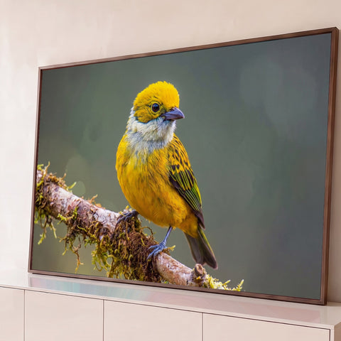 Pássaro saíra amarelo com garganta prateada pousado em galho com musgo, fundo verde desfocado, quadro decorativo