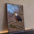 Quadro Decorativo Águia Americana Pousada em Galho | quadros decorativos para sala | águia-de-cabeça-branca pousada em galho com brotos vermelhos ao redor | Porao dos Quadros