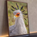 Retrato em close de ave secretária cinza com crista de penas pretas e face laranja, quadro decorativo