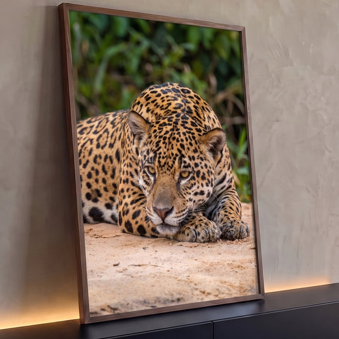 Quadro Decorativo Grande Onça-Pintada Deitada para Sala | quadros decorativos para sala | onça-pintada deitada na areia com olhar fixo e pelagem dourada manchada de preto | Porao dos Quadros