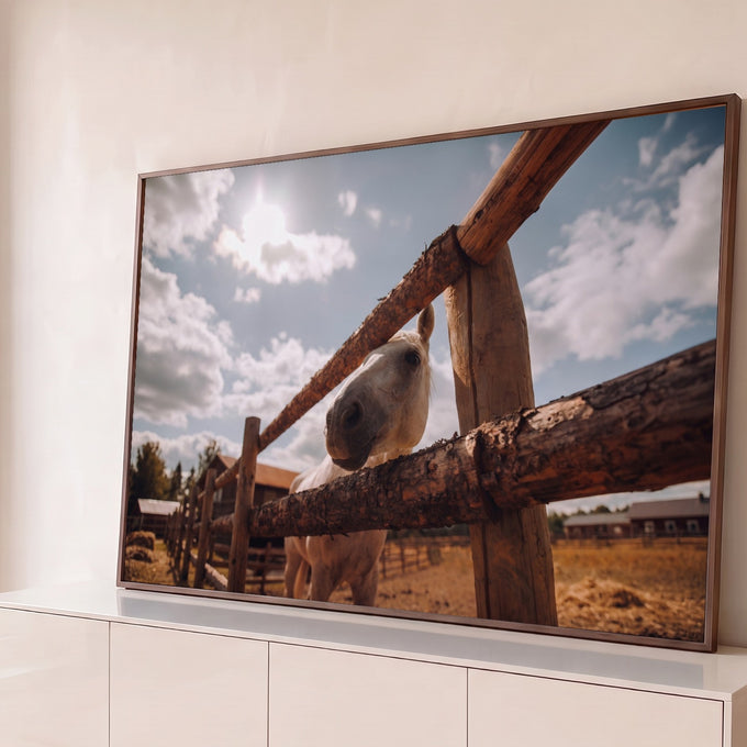 Cavalo branco curioso espiando por cerca rústica de madeira na fazenda sob céu azul com sol, quadro decorativo