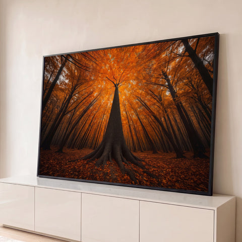 Árvore centenária vista de baixo em floresta de outono, copa laranja e chão de folhas, quadro decorativo
