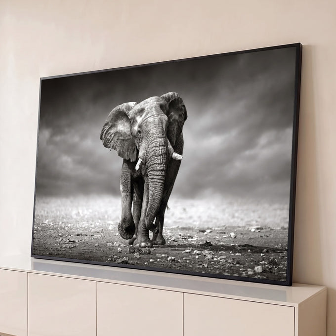 Quadro Decorativo Grande Elefante Africano para Sala Preto | quadros decorativos para sala | elefante africano em preto e branco caminhando de frente com orelhas abertas | Porao dos Quadros