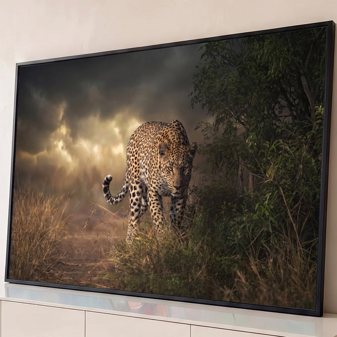 Leopardo de olhar fixo caminhando no capim seco sob céu tempestuoso com luz dourada, quadro decorativo