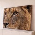 Quadro Decorativo Grande Leão em Close para Sala Marrom | quadros decorativos para sala | close do rosto de leão com olhos âmbar e juba dourada detalhada | Porao dos Quadros
