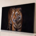 Quadro Decorativo Grande Tigre Olhar Fixo para Sala Laranja | quadros decorativos para sala | tigre adulto caminhando com olhos âmbar fixos sobre fundo preto profundo | Porao dos Quadros