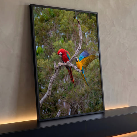 Arara vermelha e arara azul e amarela de asas abertas em galho seco com floresta verde, quadro decorativo