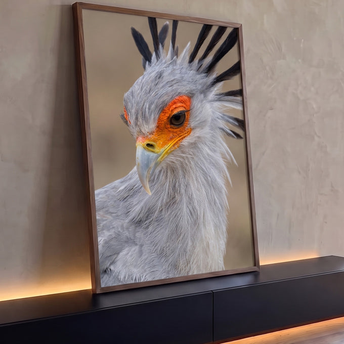 Close de pássaro secretário com penas cinza, crista preta e olho laranja, quadro decorativo