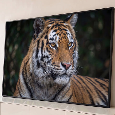 Retrato de tigre de olhos âmbar e pelagem laranja com fundo verde escuro desfocado, quadro decorativo