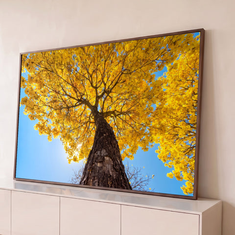 Ipê amarelo florido visto de baixo, tronco largo e céu azul com sol entre os galhos, quadro decorativo