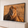 Leão de juba volumosa deitado na savana de capim seco sob luz dourada do entardecer, quadro decorativo