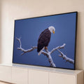 Quadro Decorativo Grande Águia Americana Neve para Sala Azul | quadros decorativos para sala | águia de cabeça branca pousada em galho nevado sobre fundo azul escuro | Porao dos Quadros