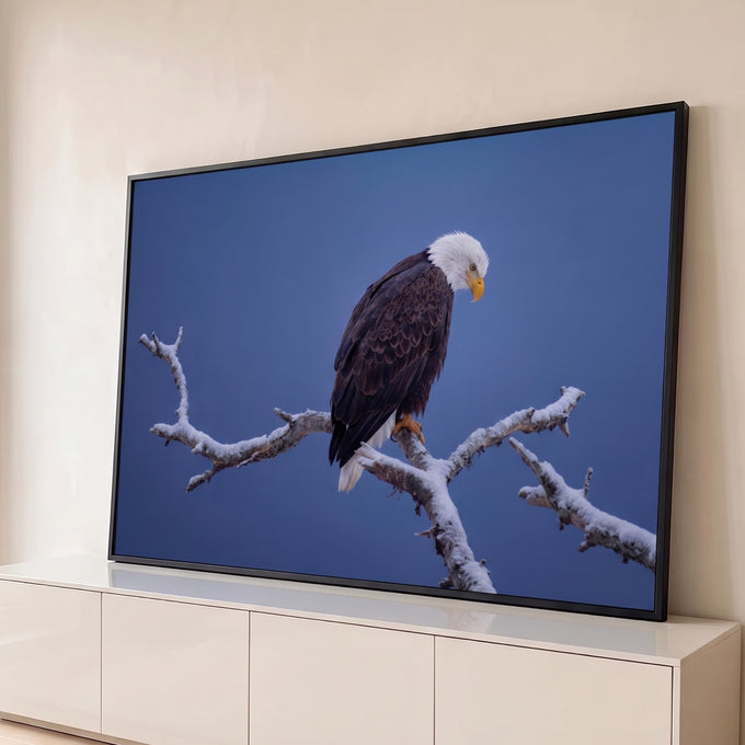 Quadro Decorativo Grande Águia Americana Neve para Sala Azul | quadros decorativos para sala | águia de cabeça branca pousada em galho nevado sobre fundo azul escuro | Porao dos Quadros