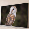 Coruja-das-torres de perfil com face branca e penas douradas sobre fundo verde desfocado, quadro decorativo