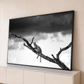 Leopardo sobre galho de árvore seca sob nuvens de tempestade em fotografia preto e branco, quadro decorativo