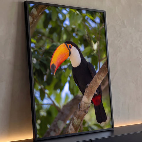 Tucano de bico laranja e peito branco pousado em galho com folhagem verde desfocada, quadro decorativo