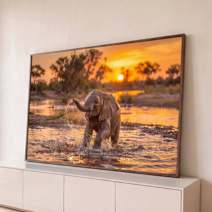 Filhote de elefante espirrando água com a tromba em rio da savana ao pôr do sol, quadro decorativo