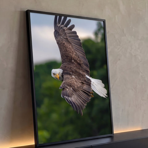 Águia de cabeça branca em mergulho, asas erguidas e olhar fixo, com floresta desfocada, quadro decorativo