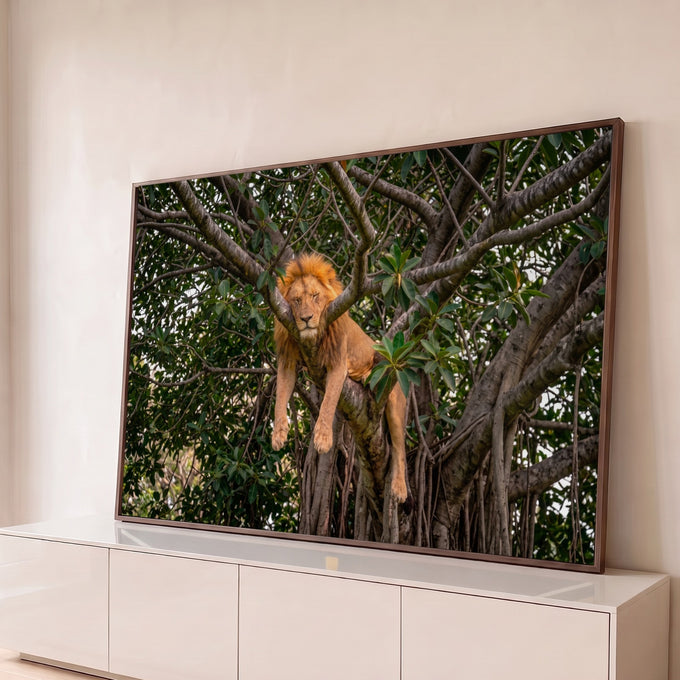 Leão de juba dourada dormindo pendurado no galho de uma árvore com folhagem verde, quadro decorativo