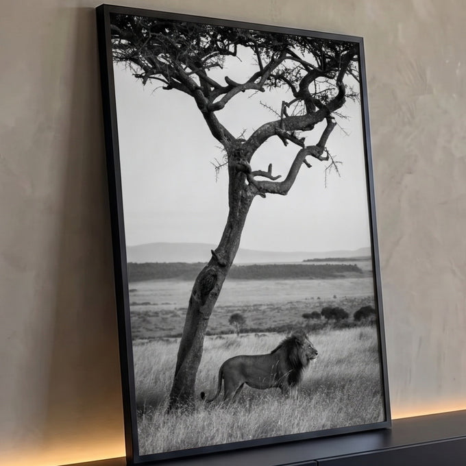 Leão majestoso em pé sob acácia na savana africana, fotografia em preto e branco, quadro decorativo