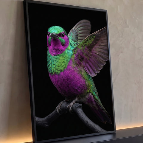 Beija-flor roxo e verde metálico de asas abertas pousado em galho sobre fundo preto, quadro decorativo