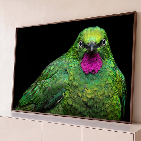 Pássaro tropical de penas verdes iridescentes e garganta magenta em fundo preto, quadro decorativo